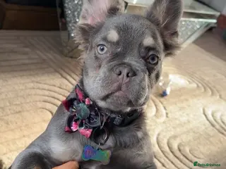 French Bulldog dogs Lilac & Tan Fluffy French Bulldog for Sale. - Advert 1