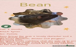 Hamster rodents for sale: Hamsters for adoption  - Image 9