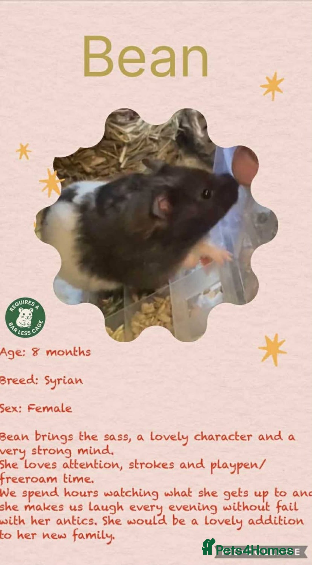 Hamster rodents for sale: Hamsters for adoption  - Image 9