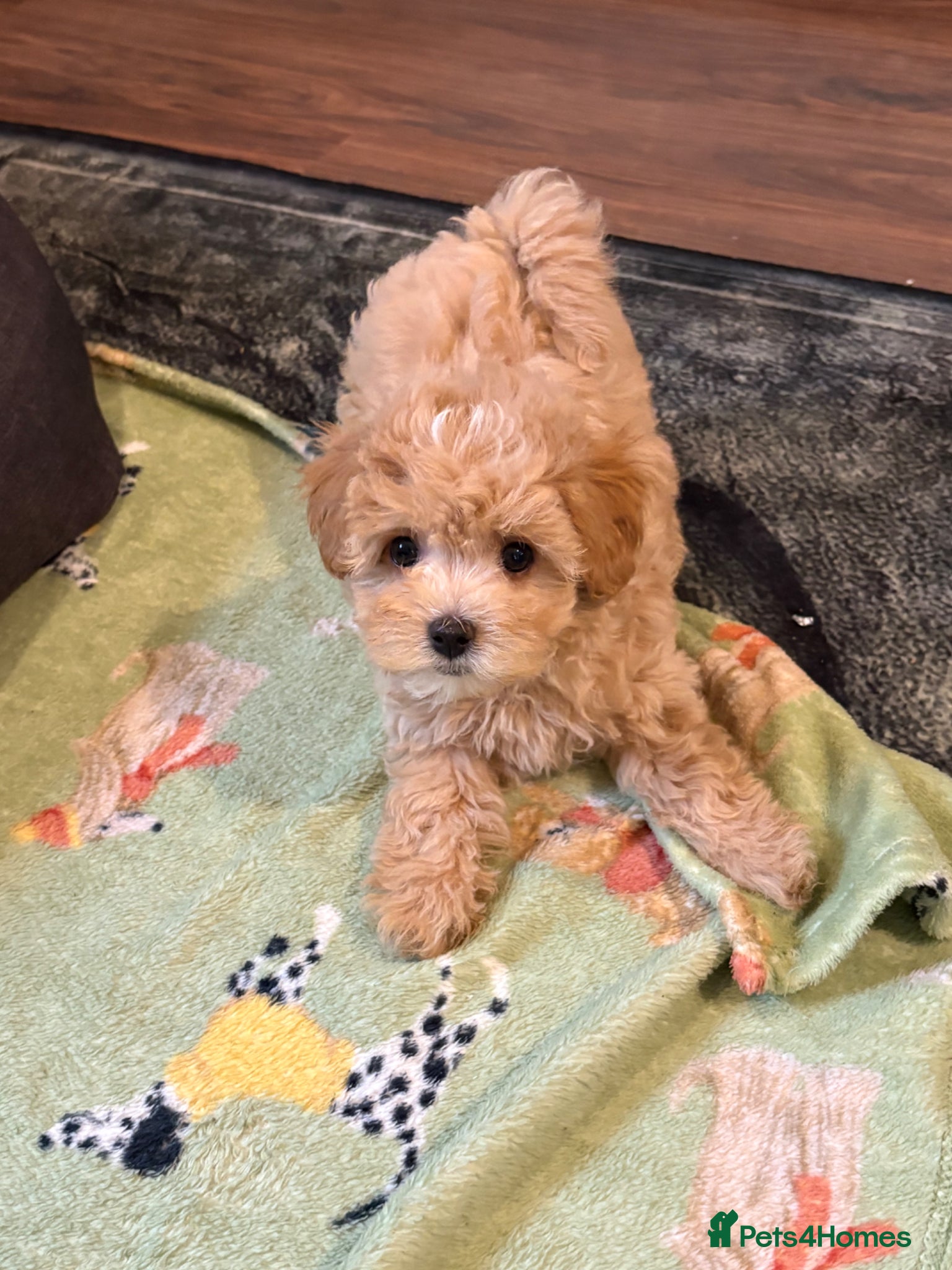 Maltipoo dogs Beautiful F1 Maltipoo Puppies - Advert 1