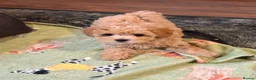 Maltipoo dogs for sale: Beautiful F1 Maltipoo Puppies in Tiverton - Advert 12
