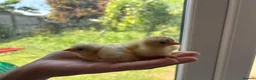 Chickens poultry for sale:  Day‑Old Chicks different pure breeds - Advert 2