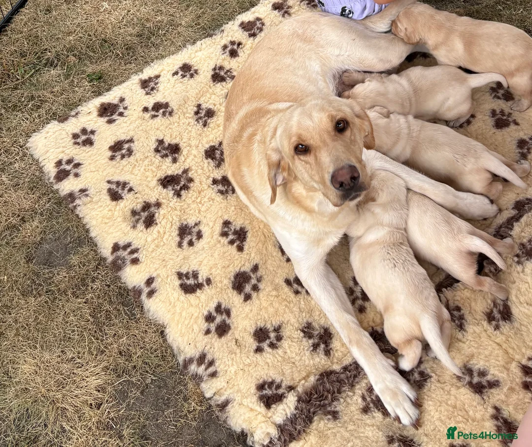 Labrador Retriever dogs for sale: 5 Male yellow Labradors available  in Norwich - Advert 2