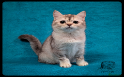 Scottish Fold cats for sale: TICA Registered Scottish kittens - Image 31
