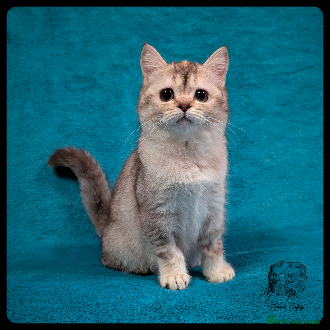 Scottish Fold cats for sale: TICA Registered Scottish kittens - Image 31