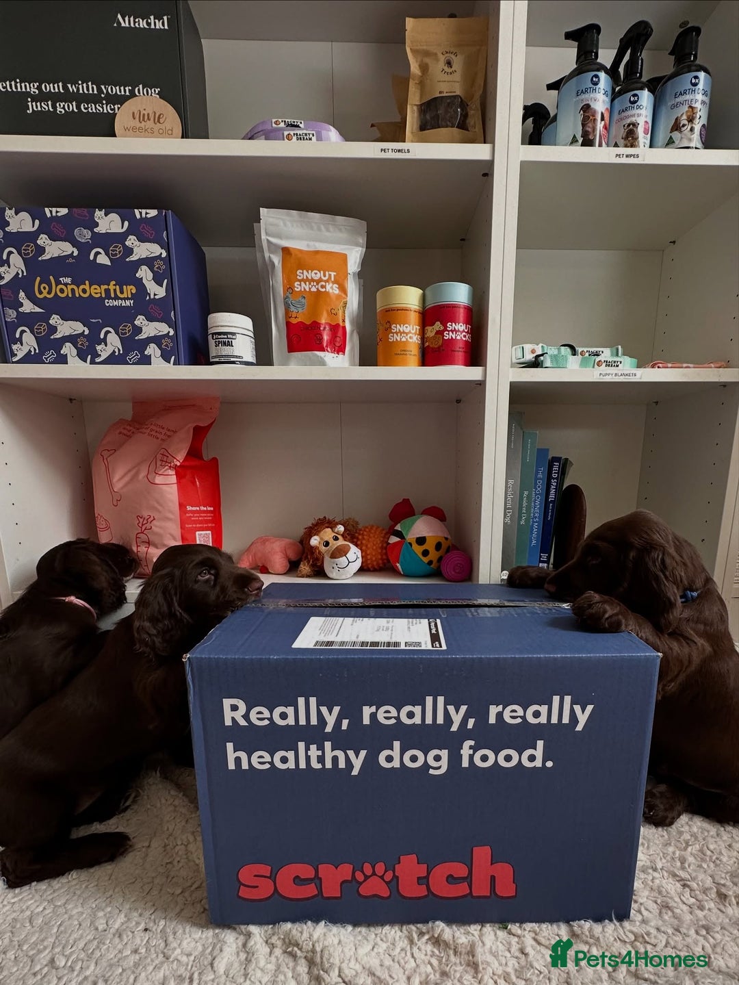 Field Spaniel dogs for sale: Field Spaniel Pups–Healthy, Happy, and Socialized! - Advert 7