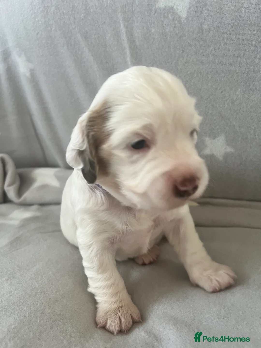 Cockapoo dogs for sale: Beautiful F1B cockapoo puppies! - Advert 9