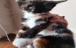 Mixed Breed cats for sale: 2 kittens left beautiful Turkish angora x  - Image 5