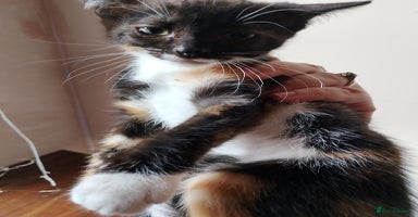 Mixed Breed cats - Advert 16