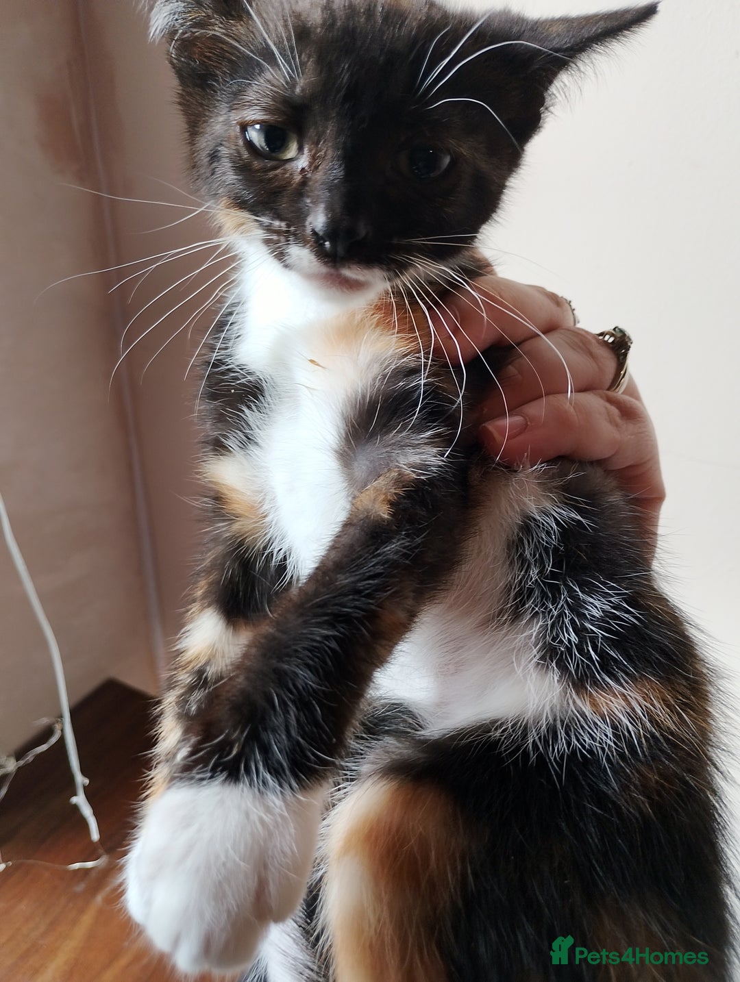 Mixed Breed cats for sale: 2 kittens left beautiful Turkish angora x  - Image 5
