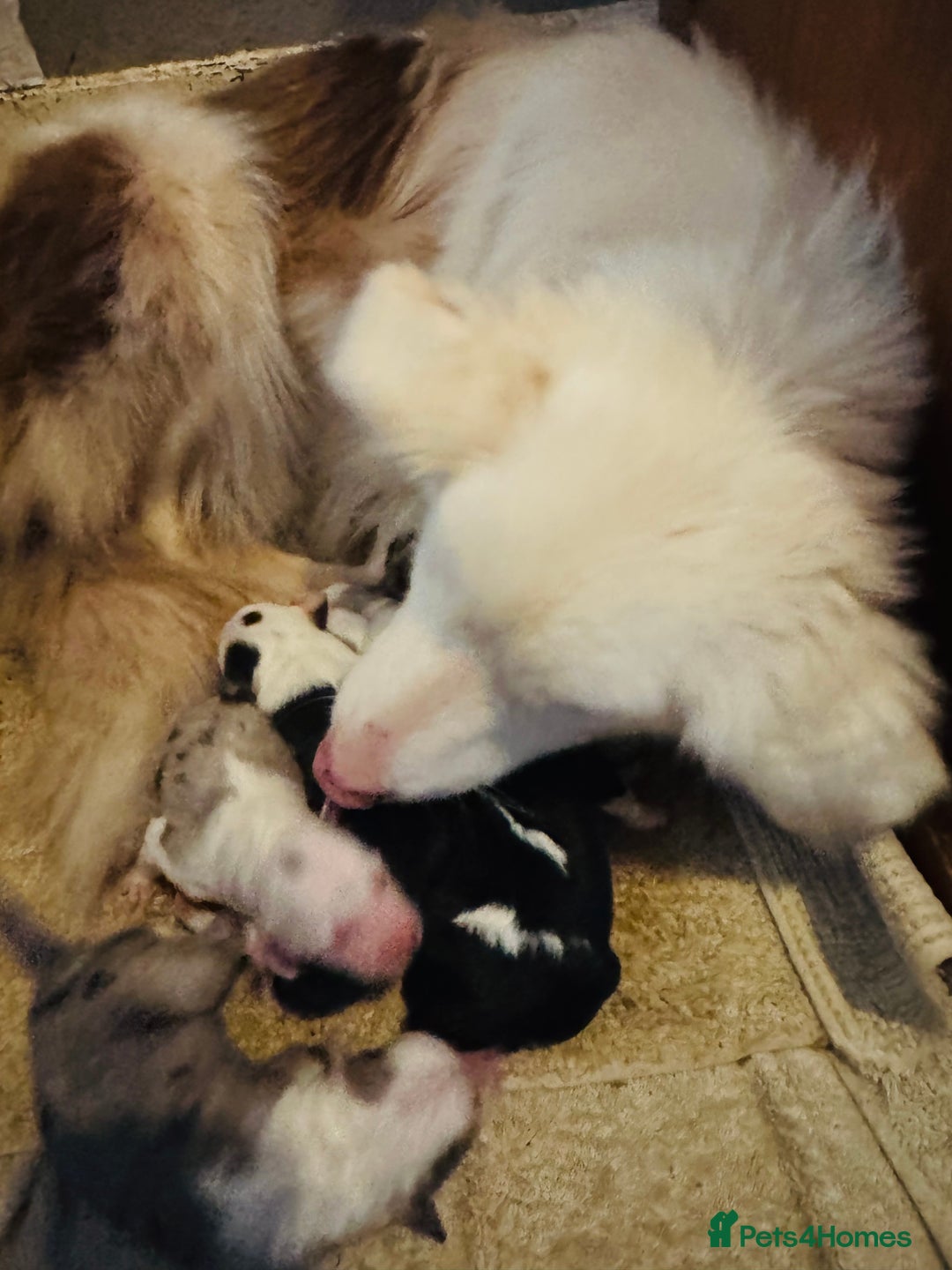 Border Collie dogs for sale: Pure Bred Border Collie Puppies For Sale - Advert 2