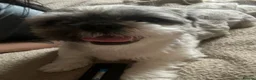 Shih Tzu dogs for stud: Shih tzu (Walter) - Advert 3