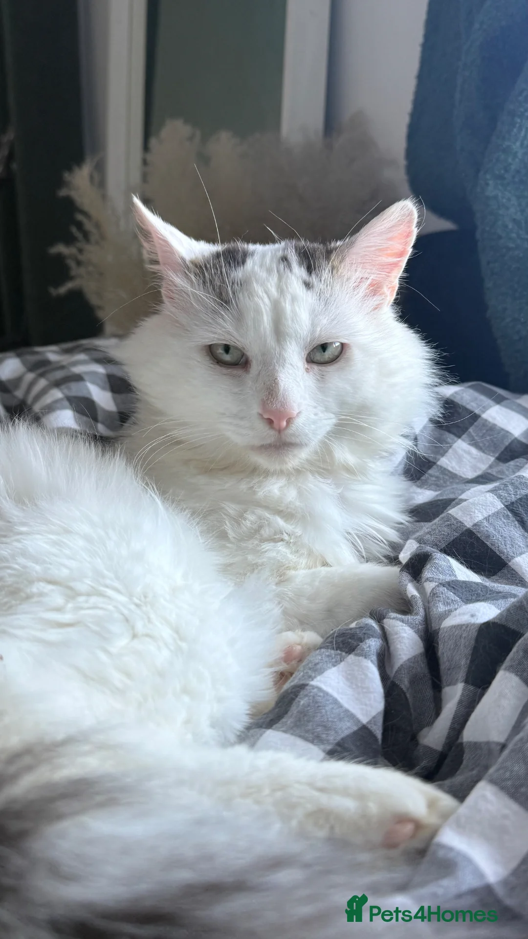 Turkish Van cats for sale: 1 year old Turkish Van male  in Milton Keynes - Advert 1