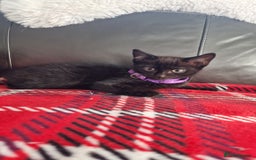 Mixed Breed cats for sale: Just 3 left 1 girl and 2 boys - Image 5