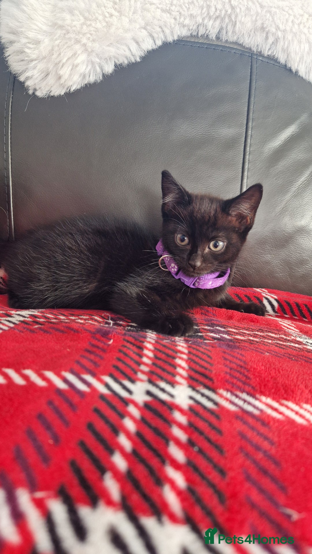 Mixed Breed cats for sale: Just 3 left 1 girl and 2 boys - Image 5