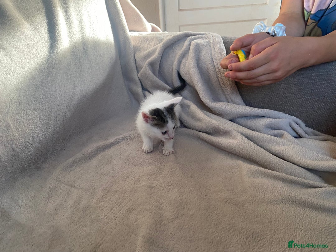 British Shorthair cats for sale: Lovely kittens            - Image 4