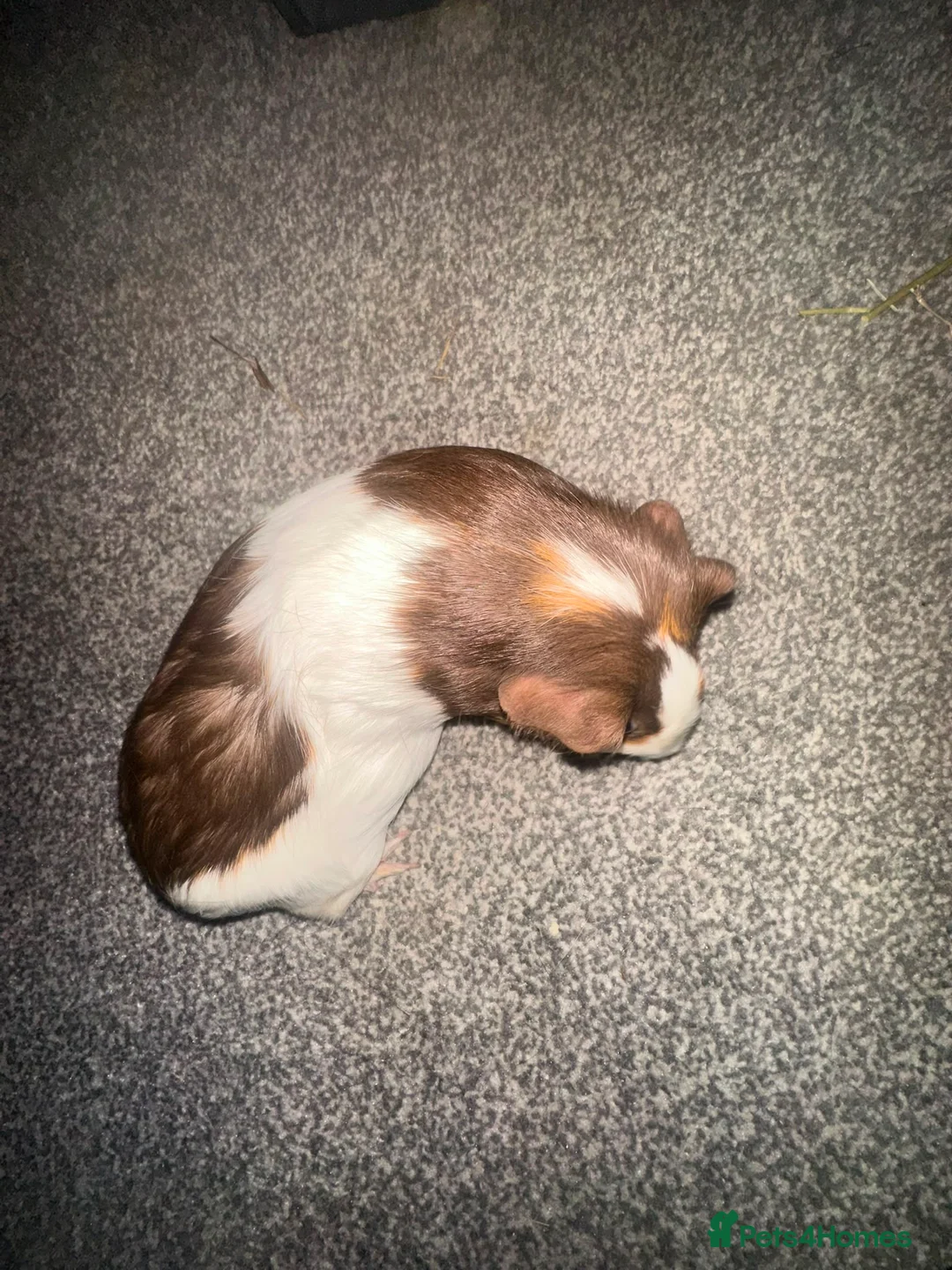 Guinea Pig rodents for sale: X2 guinea pigs  in Abingdon - Advert 1