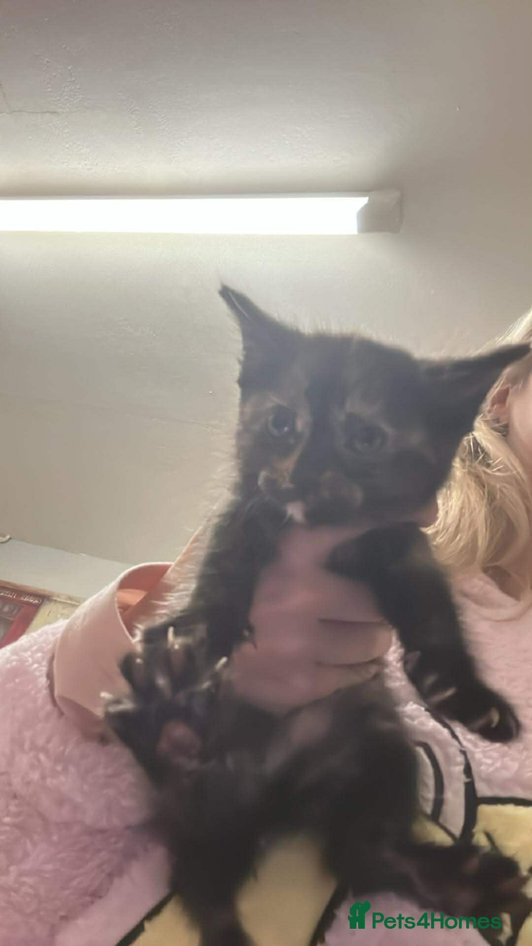 Mixed Breed cats for sale: Kittens for good homes  - Advert 2