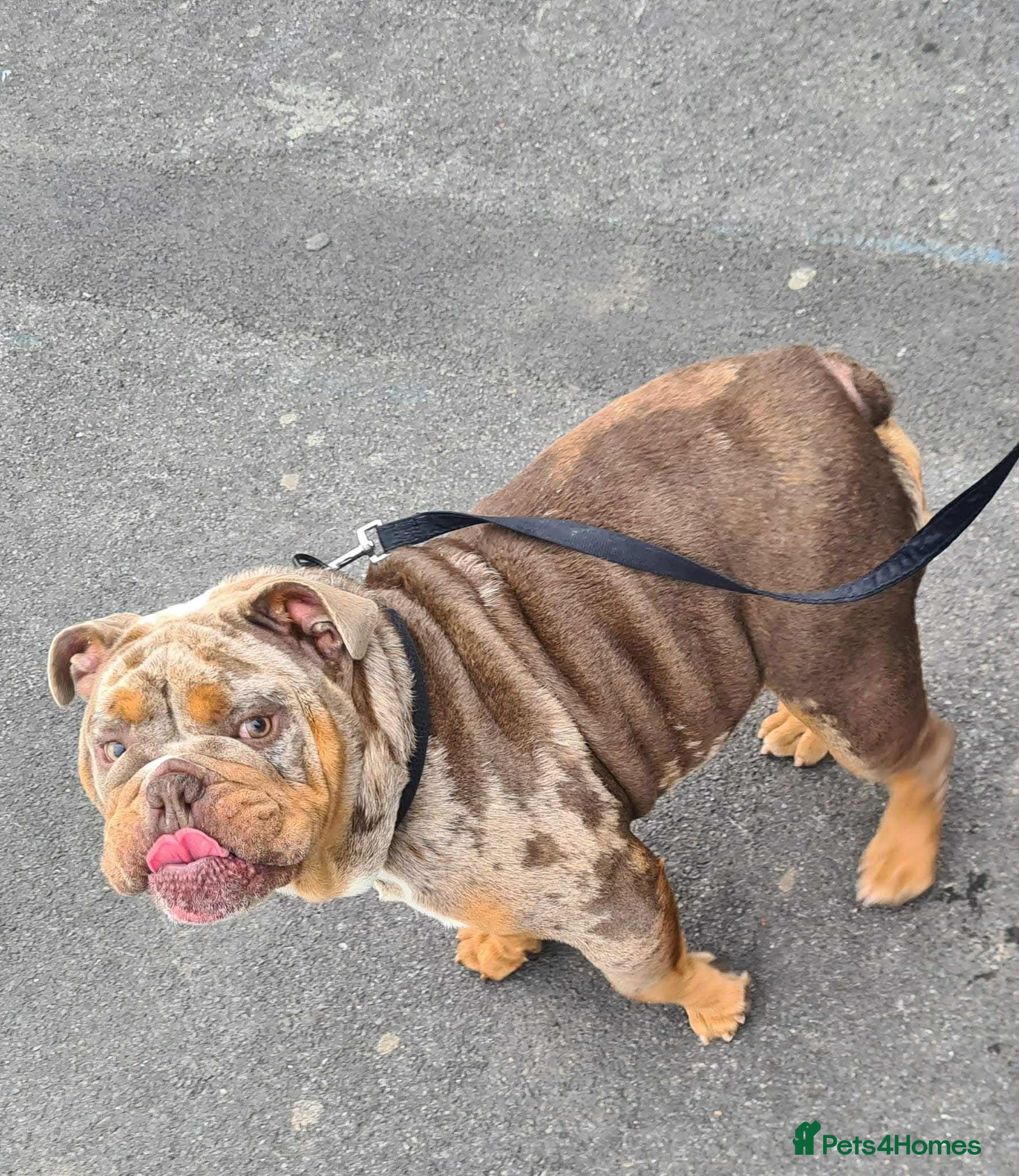 English Bulldog dogs Real deal Rocky KC registered lilac merle  - Advert 12