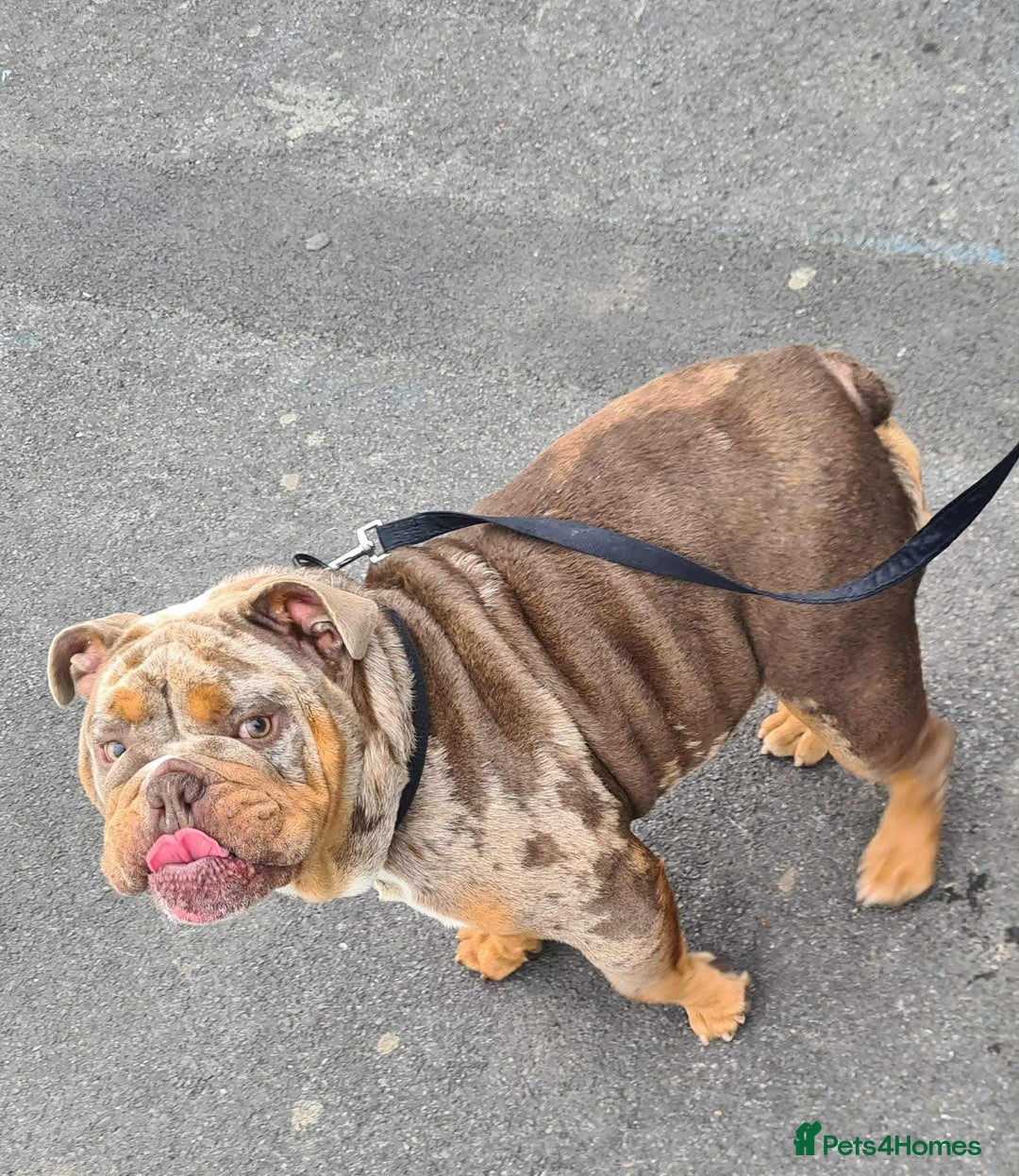 English Bulldog dogs for stud: Real deal Rocky KC registered lilac merle  - Advert 1