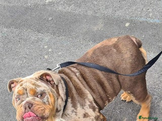 English Bulldog dogs - Advert 8