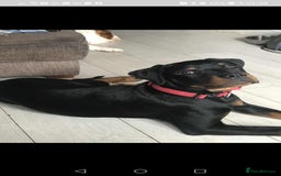 Rottweiler dogs for sale: 8 month old rottweiler for sale - Image 3