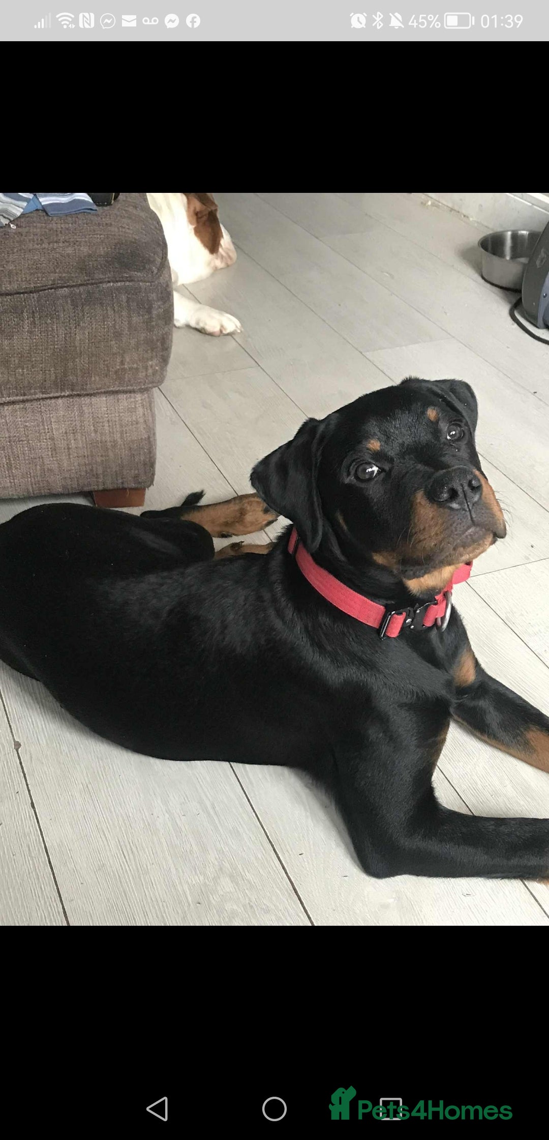 Rottweiler dogs for sale: 8 month old rottweiler for sale - Image 3