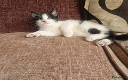 Mixed Breed cats for sale: Stunning kitty's please read full ad  - Image 5