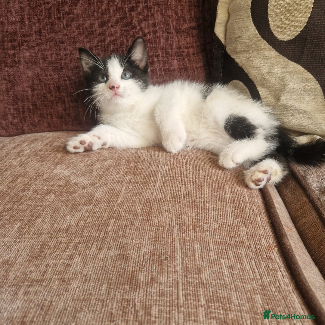 Mixed Breed cats for sale: Stunning kitty's please read full ad  - Image 5