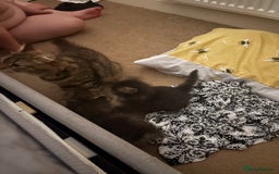 British Longhair cats for sale: Fluffy balls of joy - Image 4