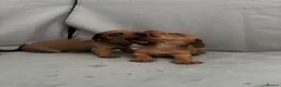 Miniature Dachshund dogs for sale: Beautiful Miniature Dachshund Puppies – Ready Soon - Advert 21