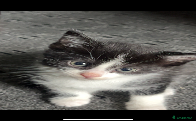 Mixed Breed cats - Advert 16