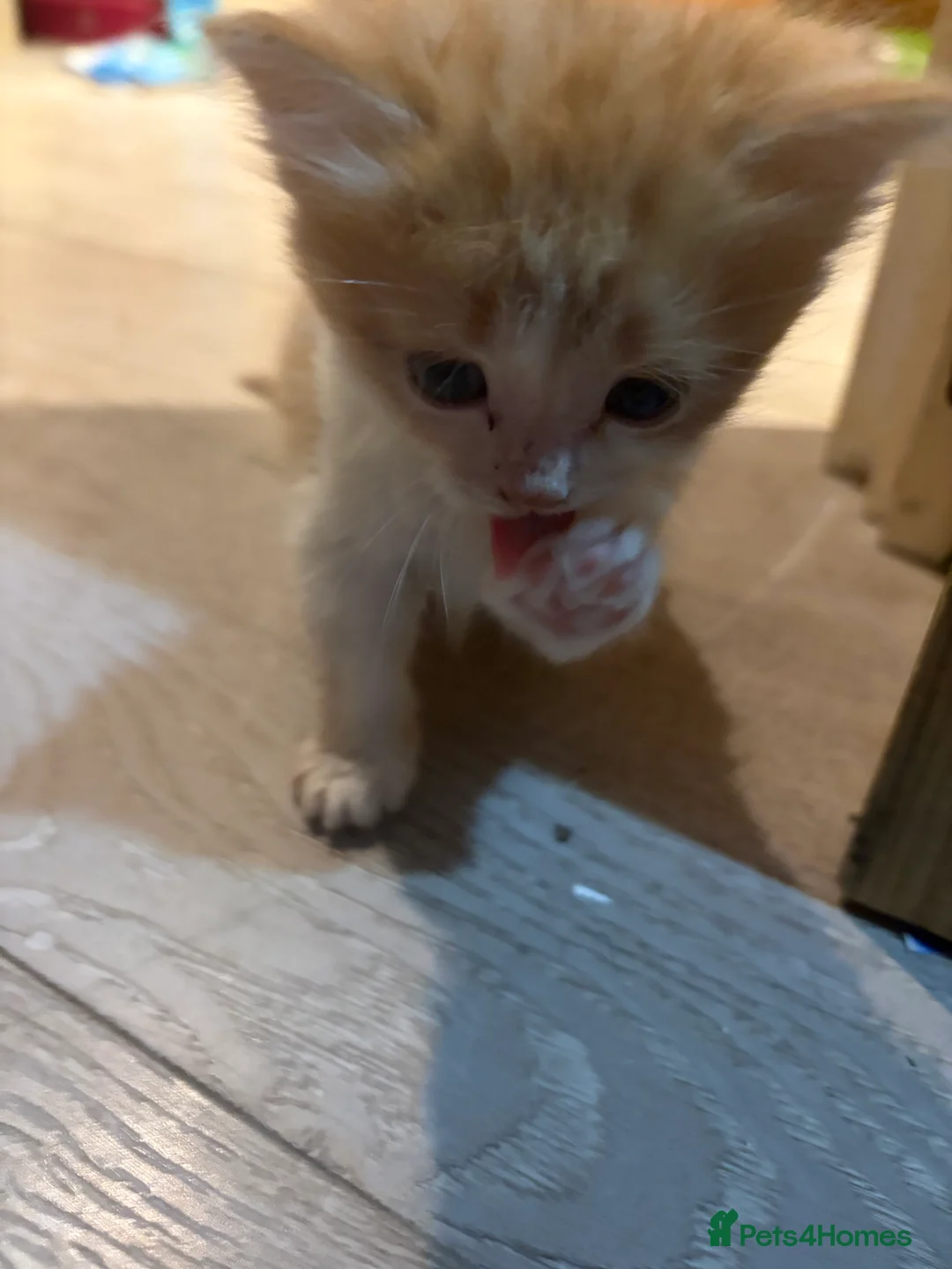 Mixed Breed cats for sale: Ginger and white kittens  - Advert 8