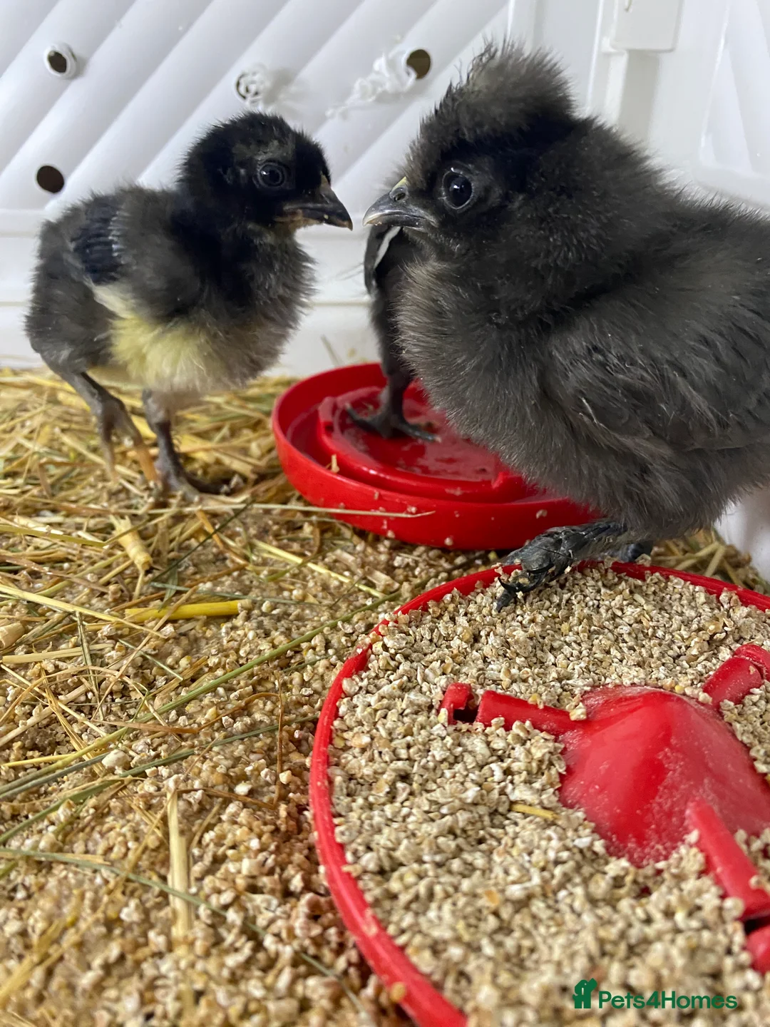 Chickens poultry for sale: Day old chicks - Advert 2