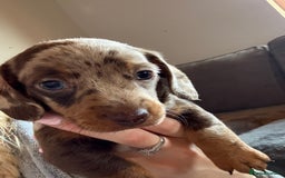 Miniature Dachshund dogs for sale: Miniature Dachshund 🌟4 BOYS🌟 - Image 13