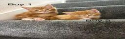 Domestic Shorthair cats for sale: 3 x beautiful kittens ready now  in Nelson - Advert 12