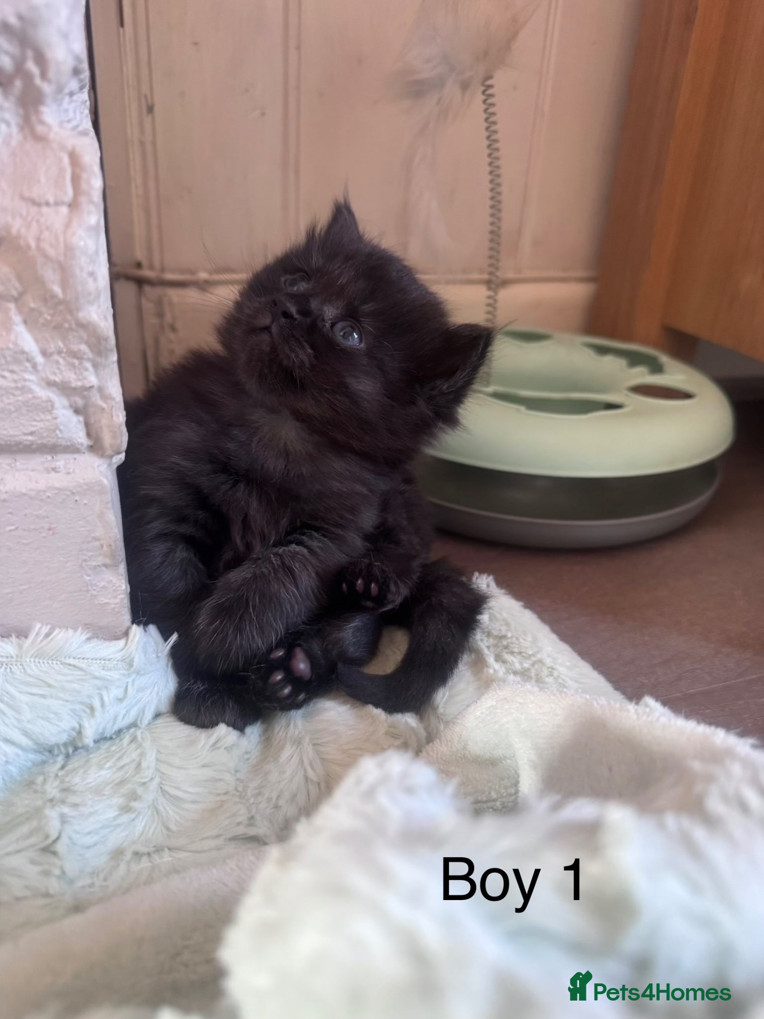 Mixed Breed cats Persian X Maincoon X Nebelung - Advert 1