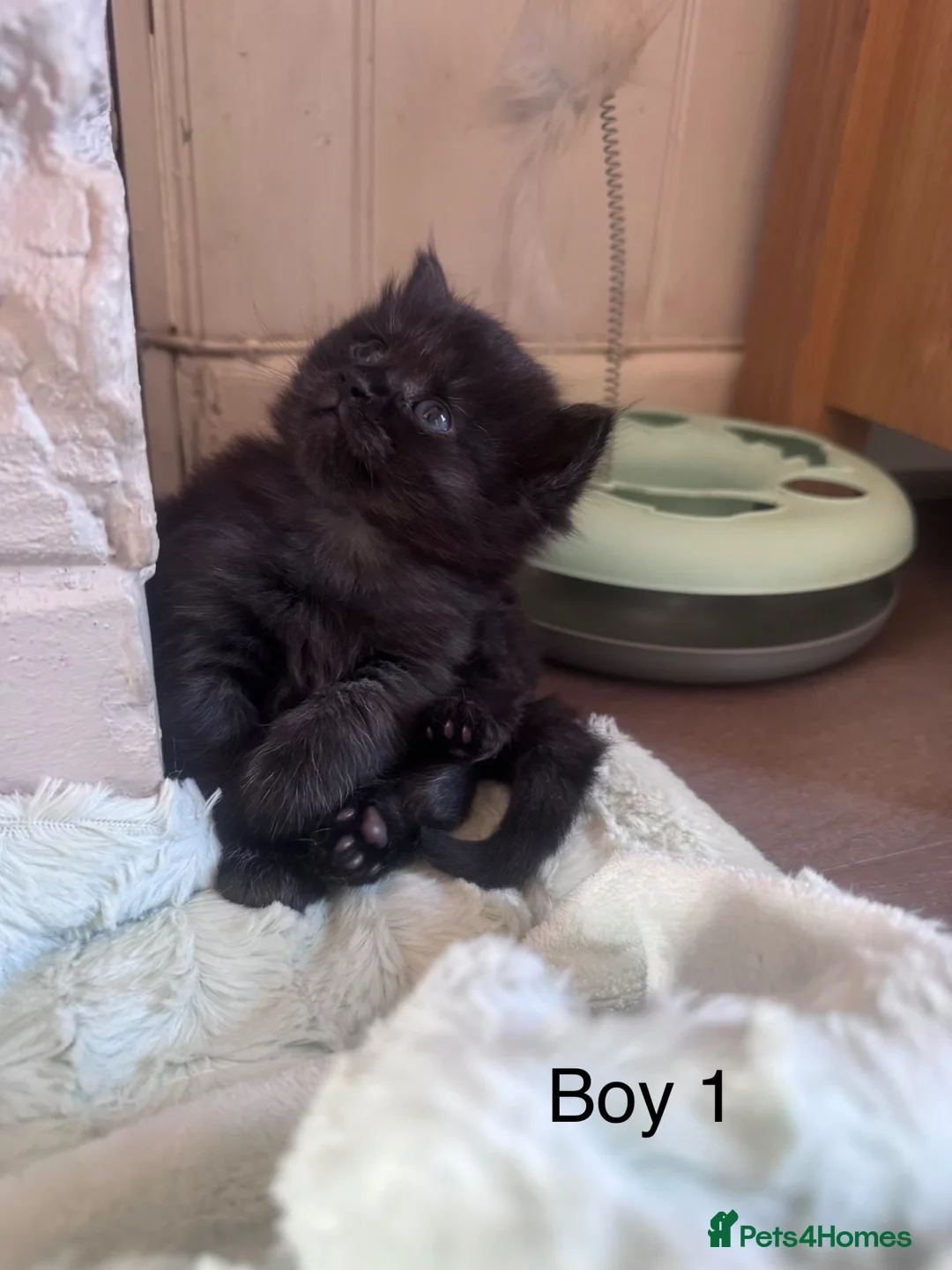 Mixed Breed cats for sale: Persian X Maincoon X Nebelung - Advert 1