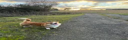 Welsh Corgi Pembroke dogs for stud: Handsome Pembroke Corgi Stud Dog in Shrewsbury - Advert 2