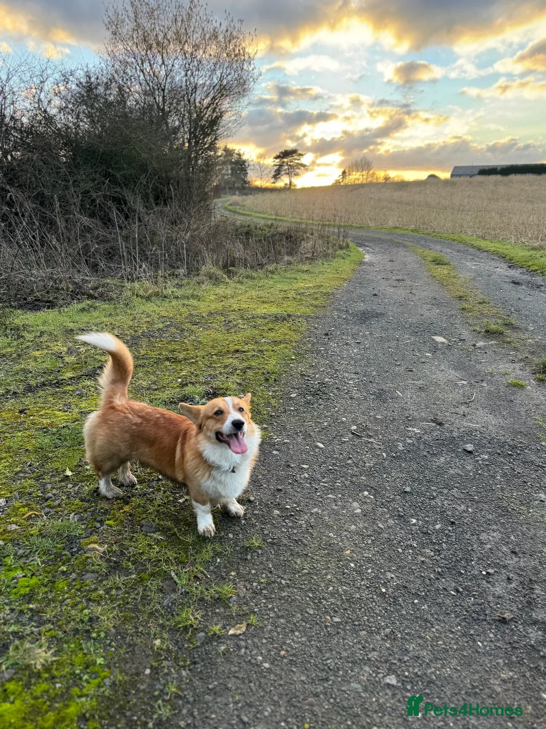 Welsh Corgi Pembroke dogs for stud: Handsome Pembroke Corgi Stud Dog in Shrewsbury - Advert 2