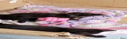 Mixed Breed cats for sale: 5 black kittens 1 with 4 white feet - Advert 5