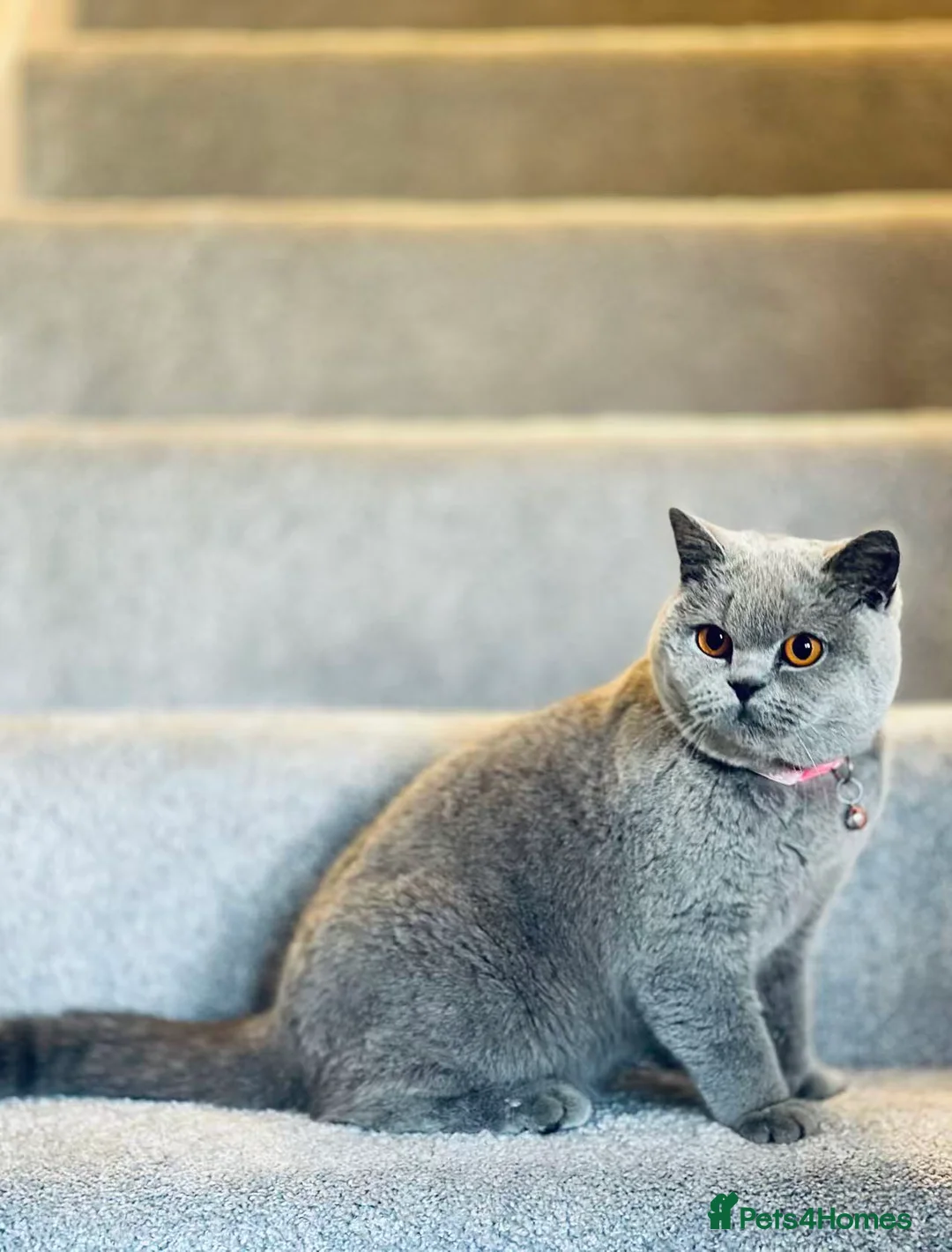 British Shorthair cats for sale: British shorthair girl - Advert 1