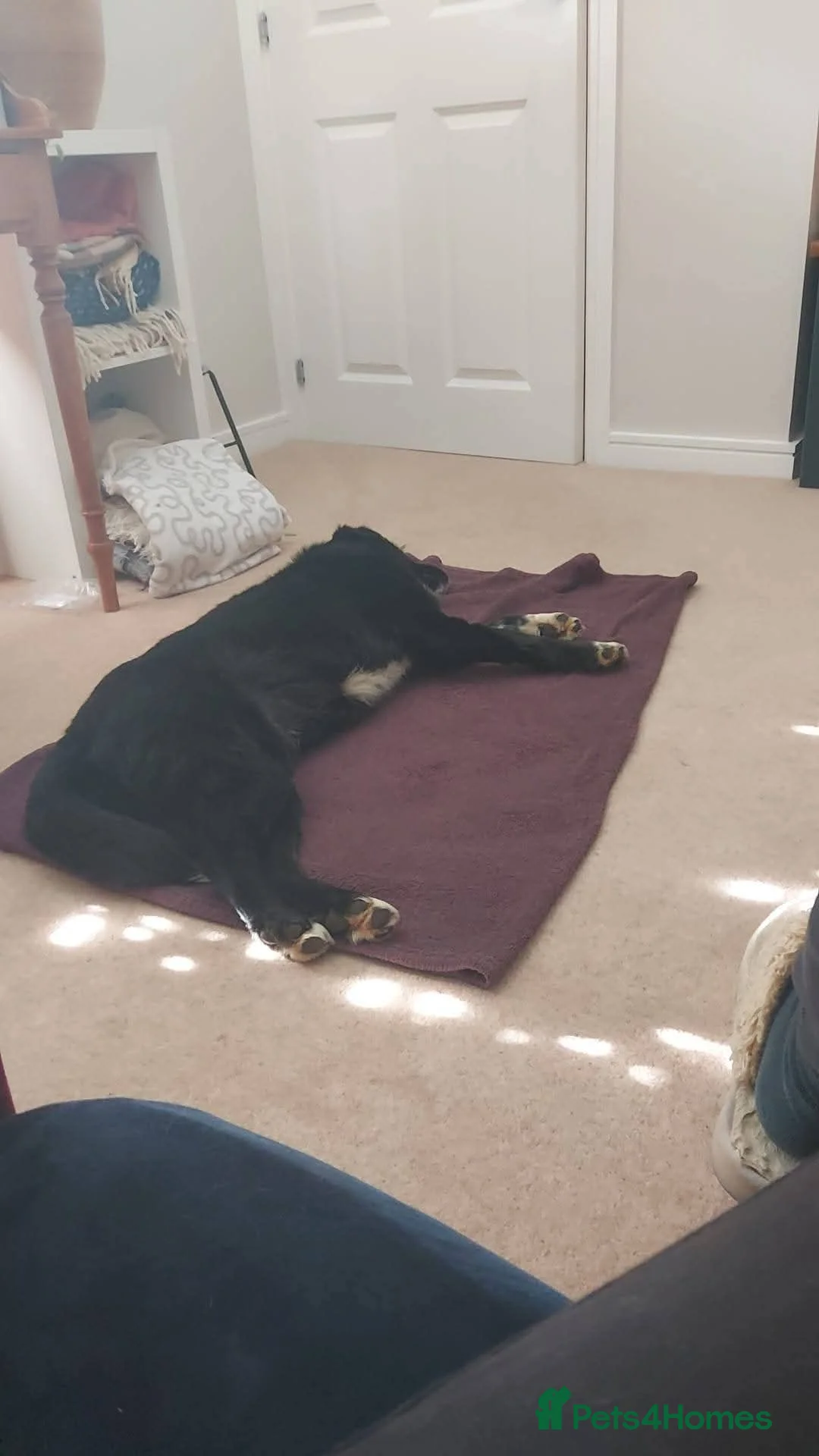 Mixed Breed dogs for adoption: Meer Orla, currently residing in Cheshire  in Tarporley - Advert 5