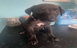 Mixed Breed dogs for sale: Apricot lurcher/kc blue whippet - Image 4