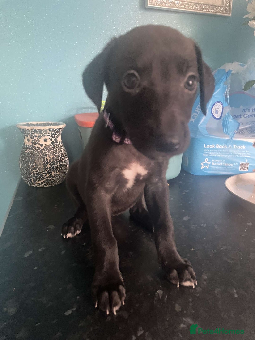 Mixed Breed dogs for sale: Apricot lurcher/kc blue whippet - Image 4