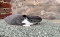 Netherland Dwarf rabbits for sale: Netherland dwarf babies - Image 5