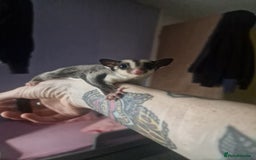 Sugar Glider rodents for sale: Mosaic Male Joey and classic joey - Image 11