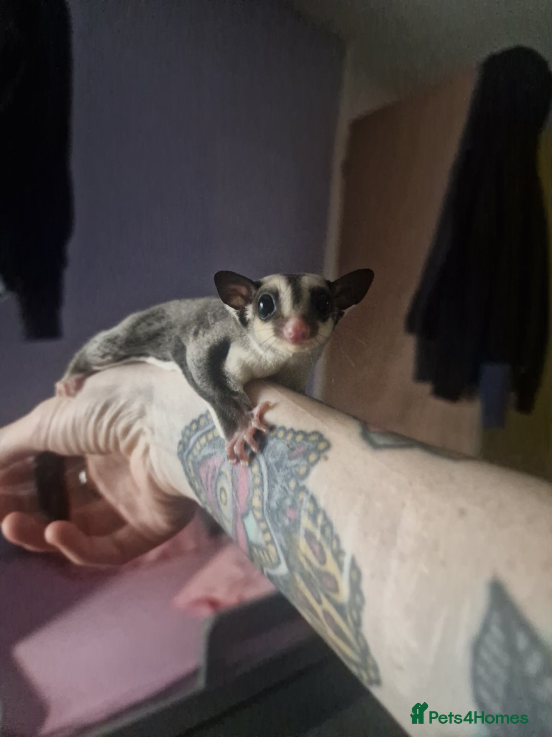 Sugar Glider rodents for sale: Mosaic Male Joey and classic joey - Image 11