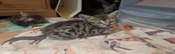 Mixed Breed cats for sale: Gorgeous Kittens Ready for their new homes now.  - Advert 19