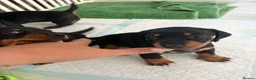 Miniature Dachshund dogs for sale: Mini dachshund puppies  - Advert 5